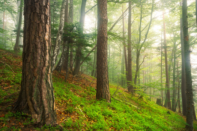 Poster Mystic forest