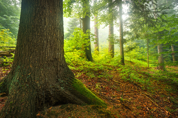 Poster Mystic forest