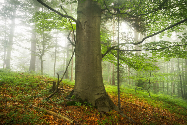 Poster Mystic forest