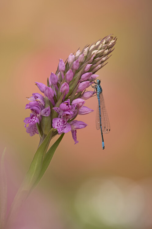 Плакат Azure Damselfly on Marsh orchid