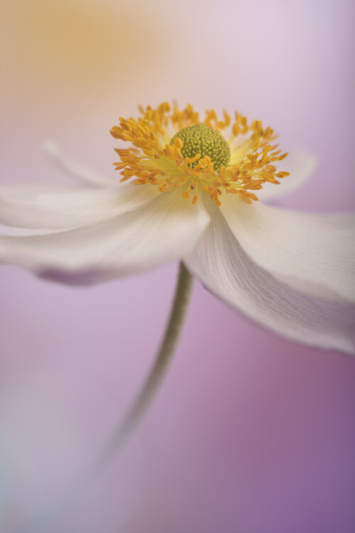 Плакат Anemone