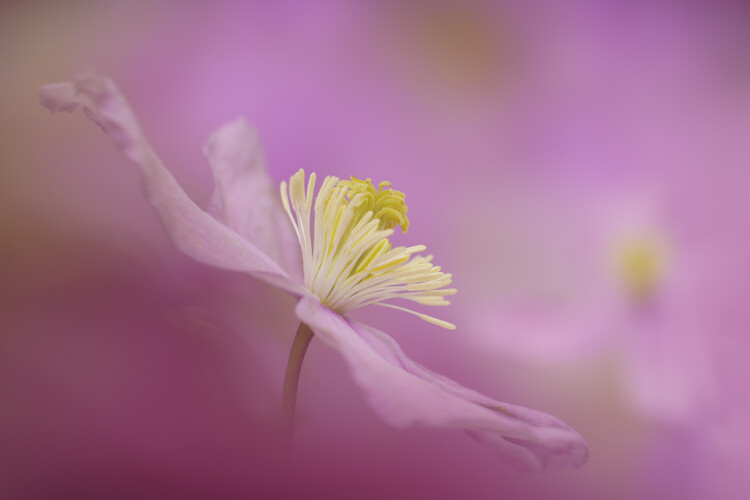Плакат Clematis