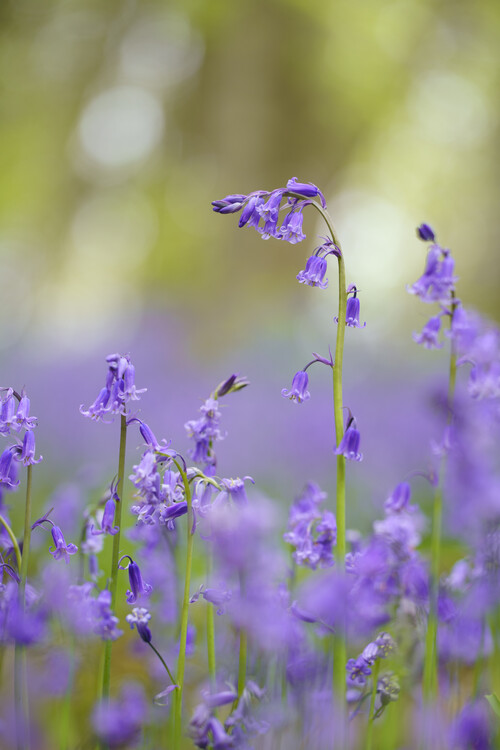 Poster Bluebells
