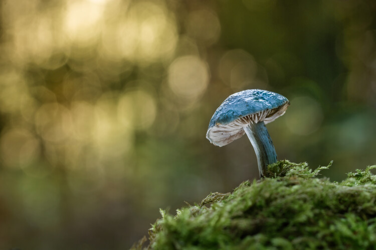 Póster Blue Roundhead mushroom