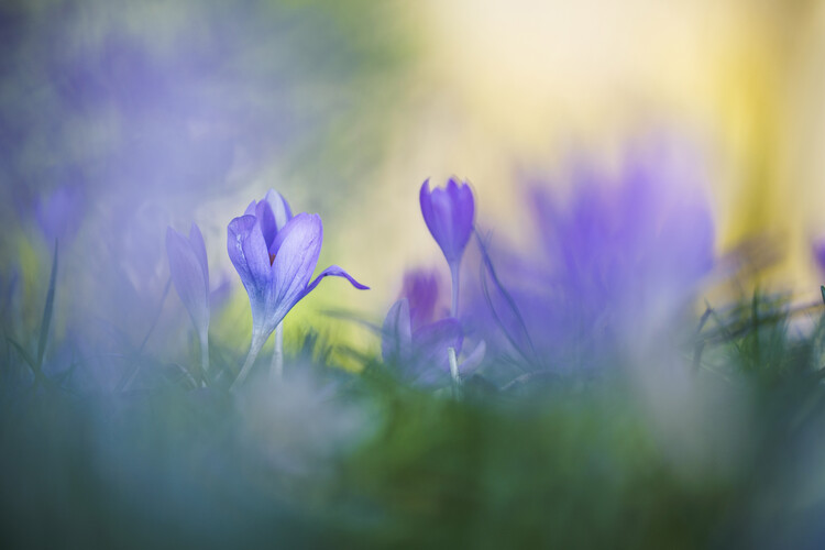 Canvas Print Purple Crocuses