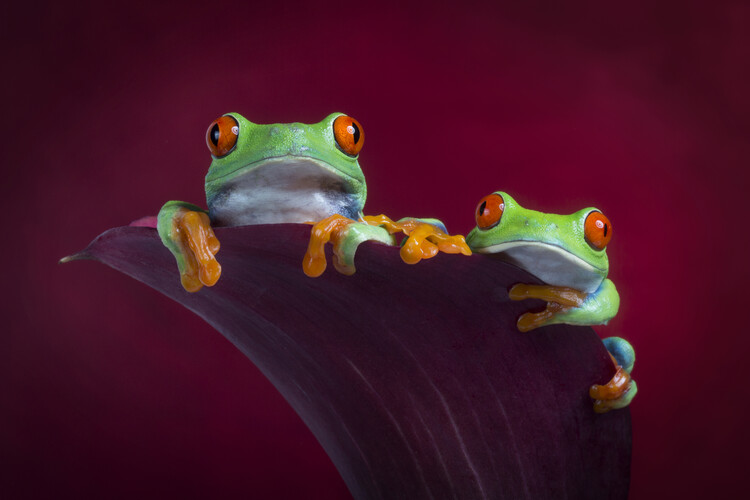 Принти на полотні Red eyed tree frogs