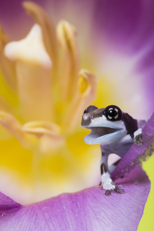 Принти на полотні Happy Amazon milk frog