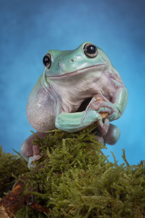 Plagát Whites tree frog