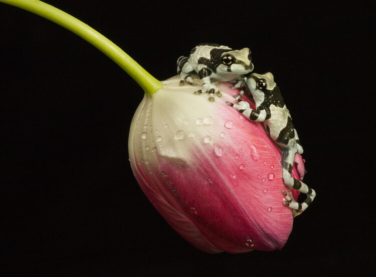 Poster Amazon milk frogs on tulip