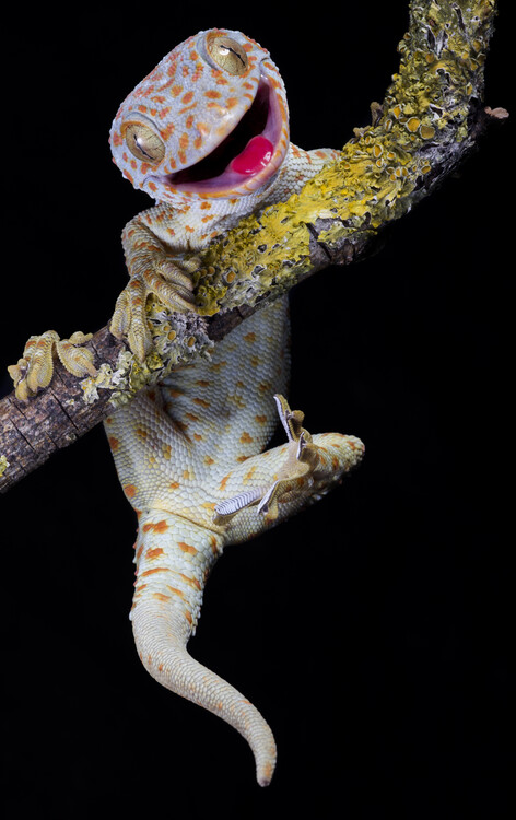 Poster Happy Tokay gecko