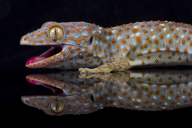 Poster Tokay gecko reflections
