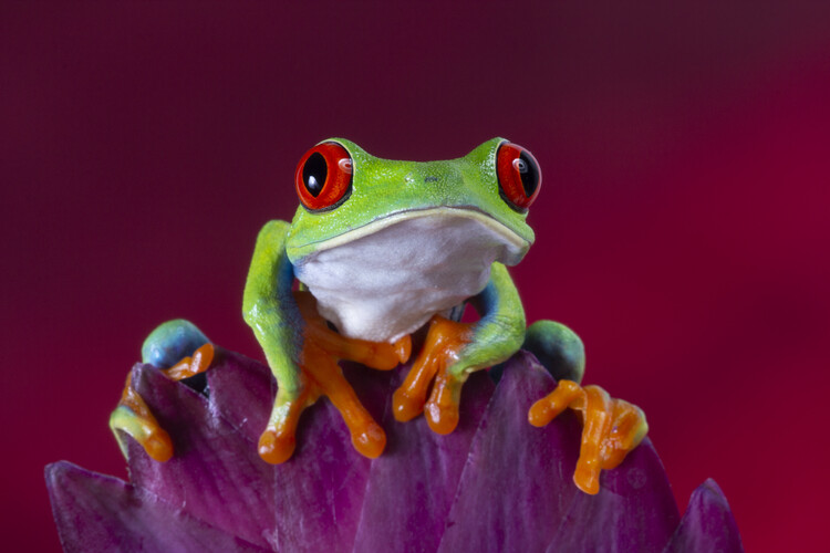 Принти на полотні Red eyed tree frog