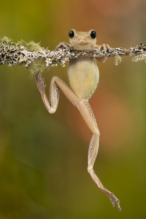 Принти на полотні Cuban tree frog - hanging in there