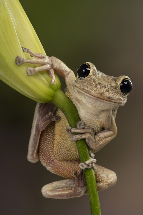 Poster Happy Cuban tree frog