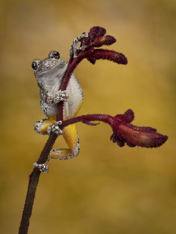 Poster Grays tree frog