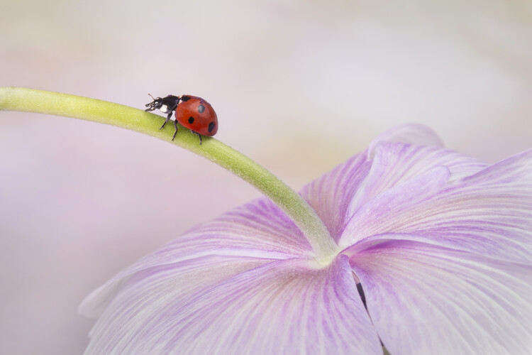 Poster Ladybird on Anemone flower