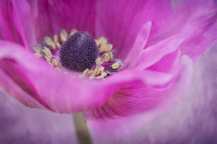 Плакат Pink Anemone flower