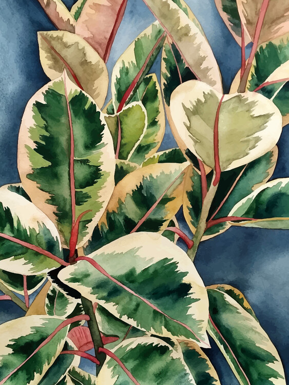 Плакат Ficus Elastica 1
