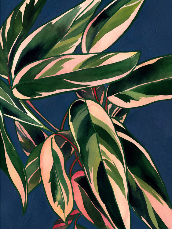 Плакат Calathea Triostar