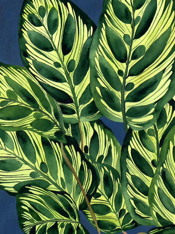 Плакат Calathea Makoyana