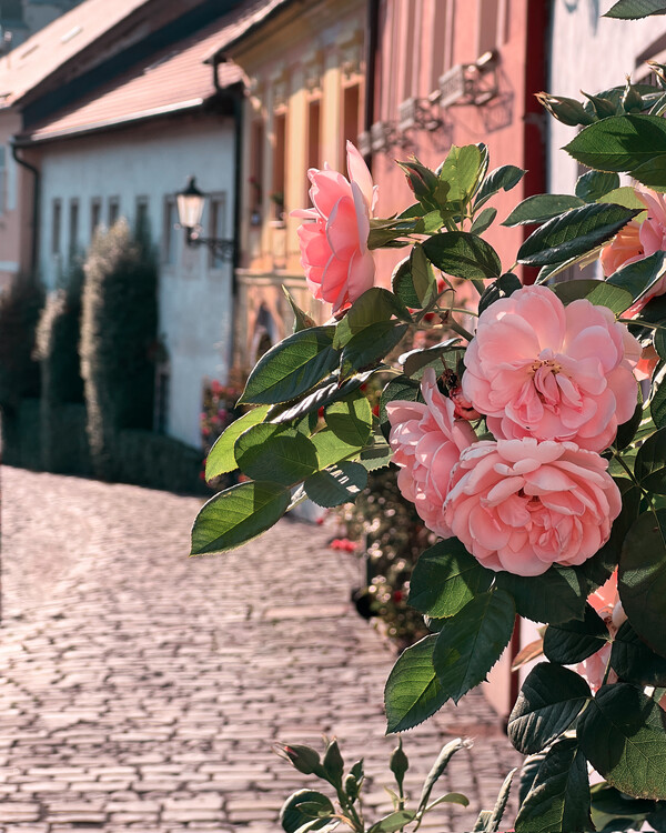 Billede på lærred Rose