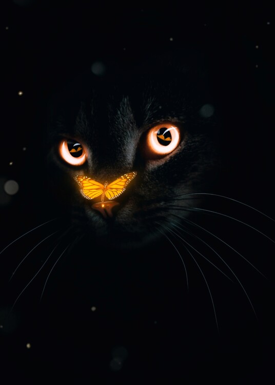 Plakat Black cat with an orange butterfly on the nose that is reflected in the eyes