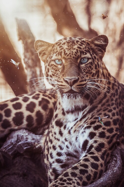 Plakat Leopard in savannah and hummingbirds