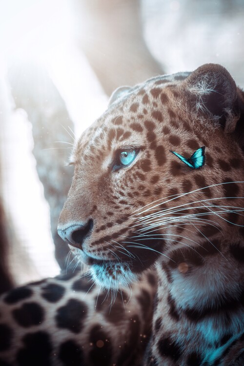 Plakat Wild leopard and blue butterfly
