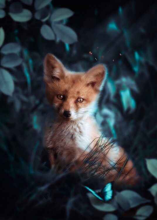 Poster Baby Fox and Green Butterfly