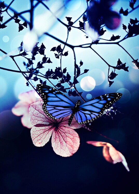 Plakat Blue butterfly on pink cherry blossom