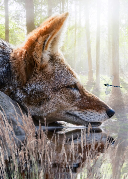 Poster Fox and dragonfly river reflection