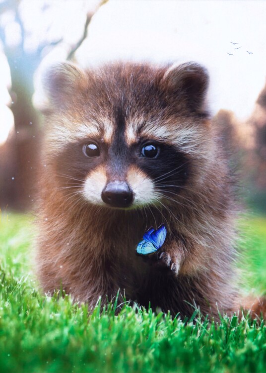 Plakat Racoon and blue butterfly in green grass