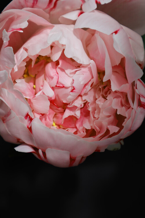 Poster Blush peony B