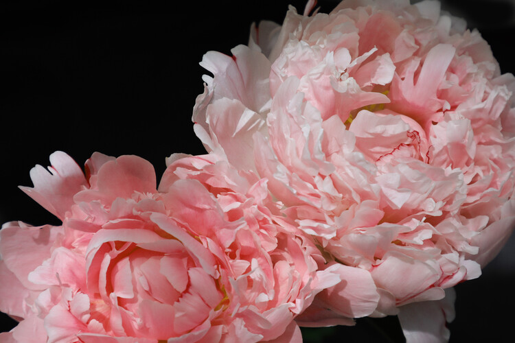 Poster Pair of blush peonies