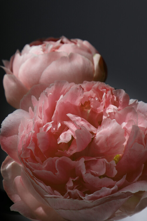 Poster Couple of peonies in blush