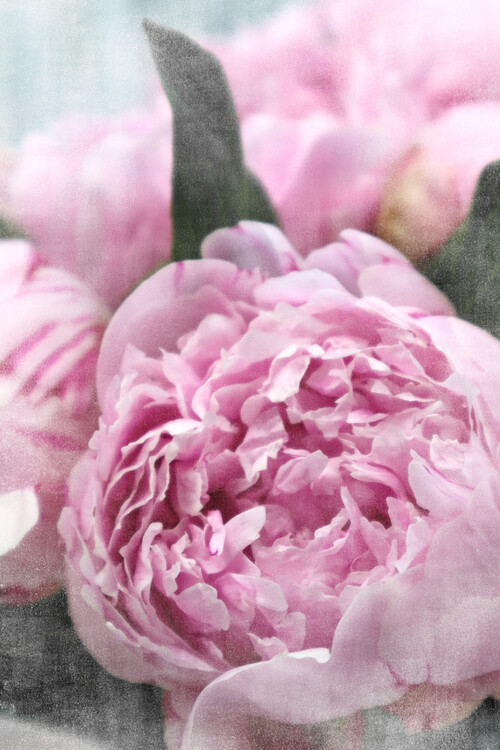 Poster Vintage pink peonies A