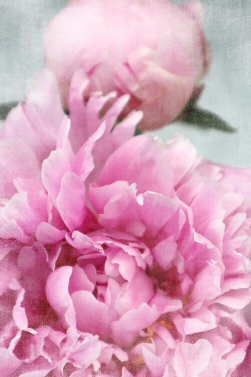 Poster Vintage pink peonies B