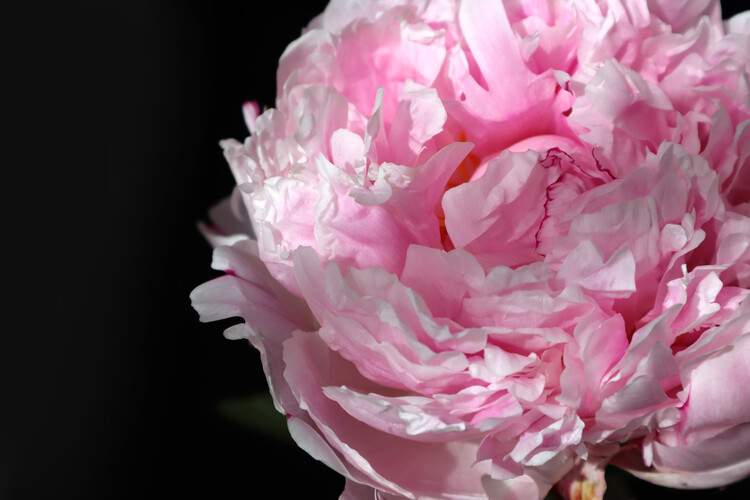 Poster Pink peony A