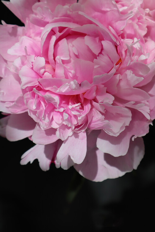 Poster Pink peony B