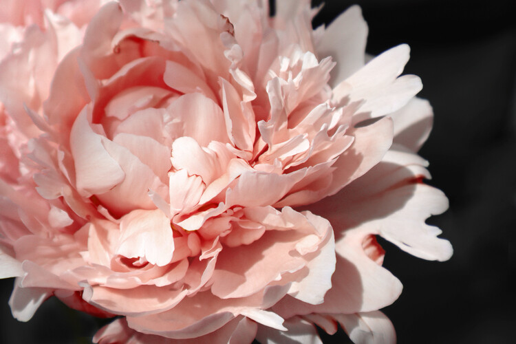 Плакат Blush peony C