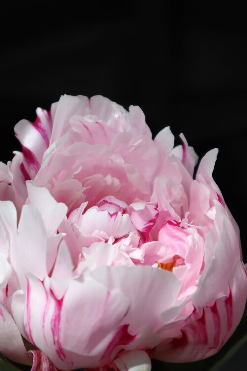 Плакат Pink peony D