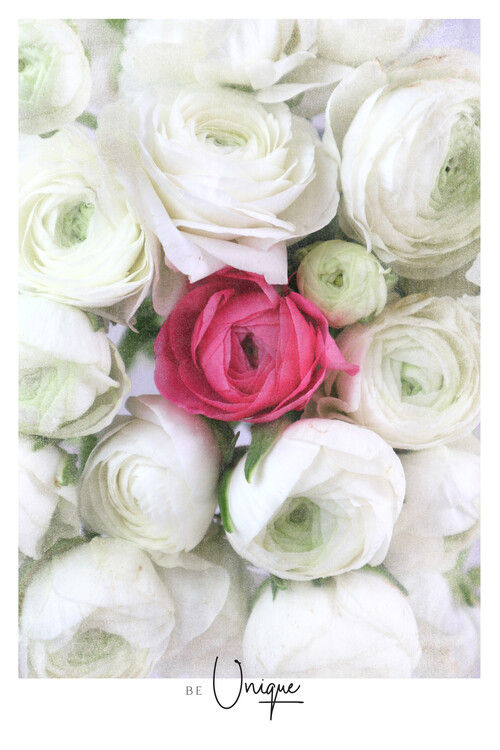 Plakát Vintage hot pink ranunculus photography Be Unique