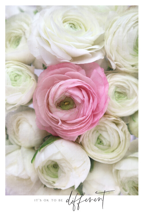 Плакат Vintage pink ranunculus photography Different