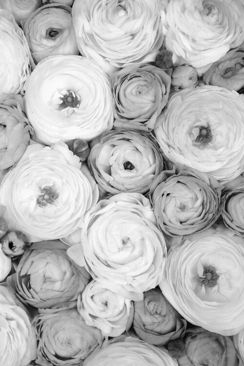 Плакат Ranunculus extravaganza 3 in grey