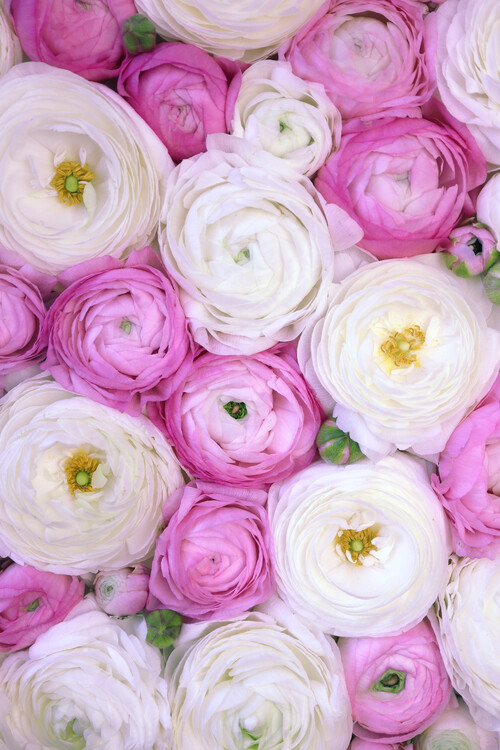 Plakát Ranunculus extravaganza 3 in hot pink