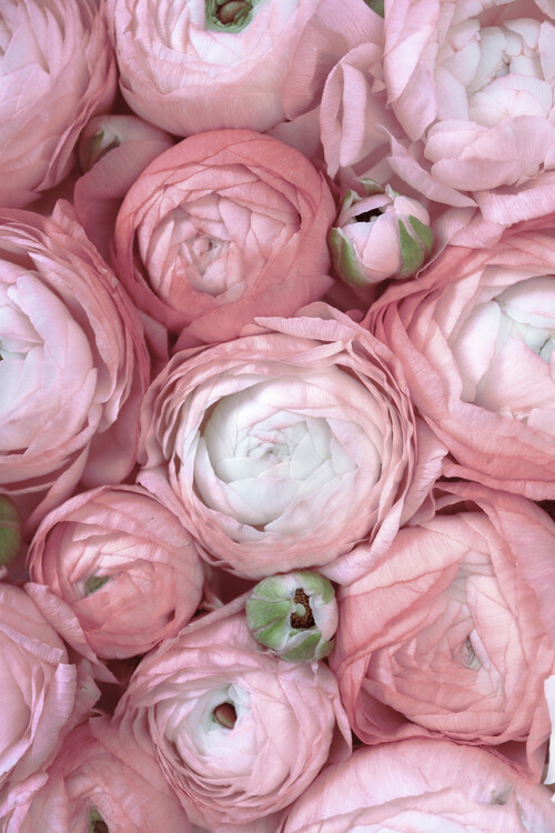 Плакат Ranunculus extravaganza 1 in blush