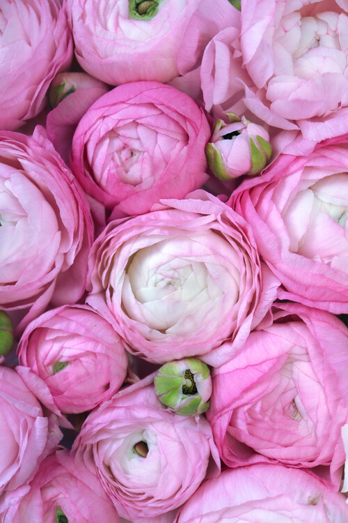 Plakát Ranunculus extravaganza 1 in hot pink