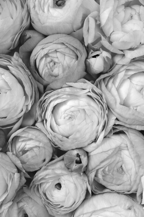 Плакат Ranunculus extravaganza 1 in gray