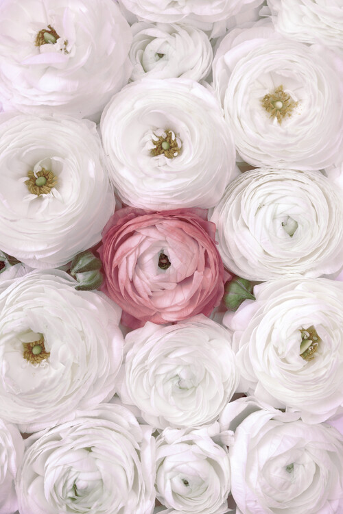 Плакат Ranunculus extravaganza 2 in blush