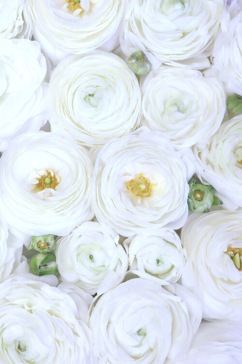 Плакат White ranunculus